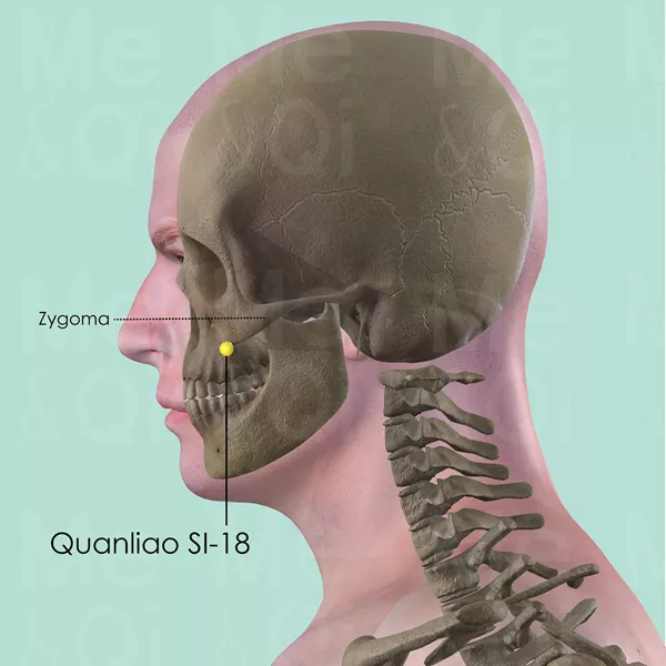 Quanliao SI-18 - Bones view - Acupuncture point on Small Intestine Channel
