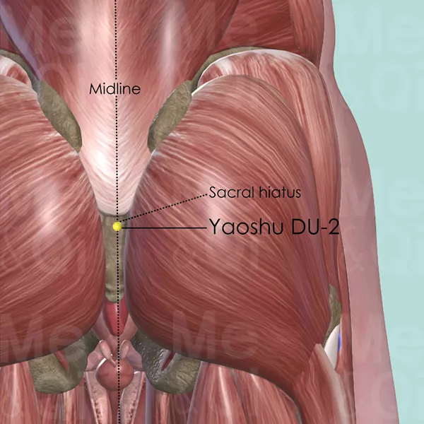 Yaoshu DU-2 - Muscles view - Acupuncture point on Governing Vessel