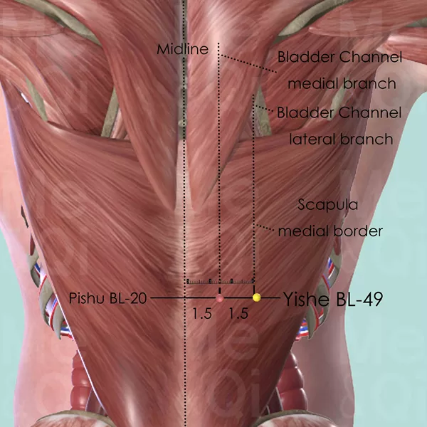 Yishe BL-49 - Muscles view - Acupuncture point on Bladder Channel