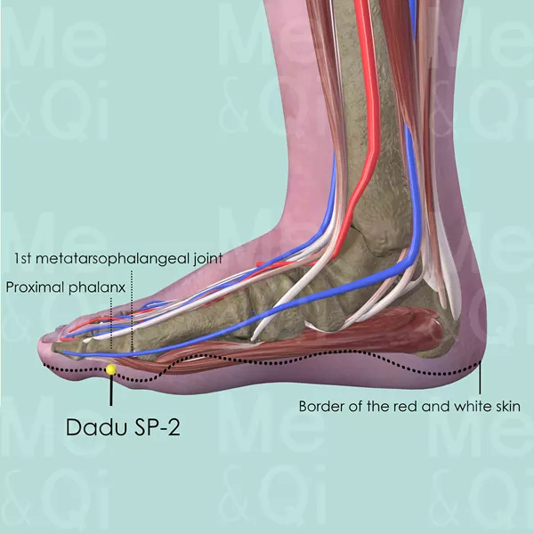 Dadu SP-2 - Muscles view - Acupuncture point on Spleen Channel