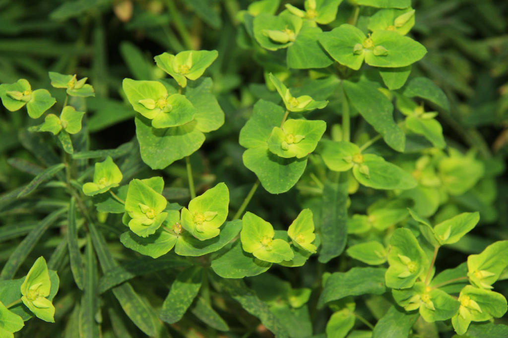 Gan Sui (Kansui root) plant