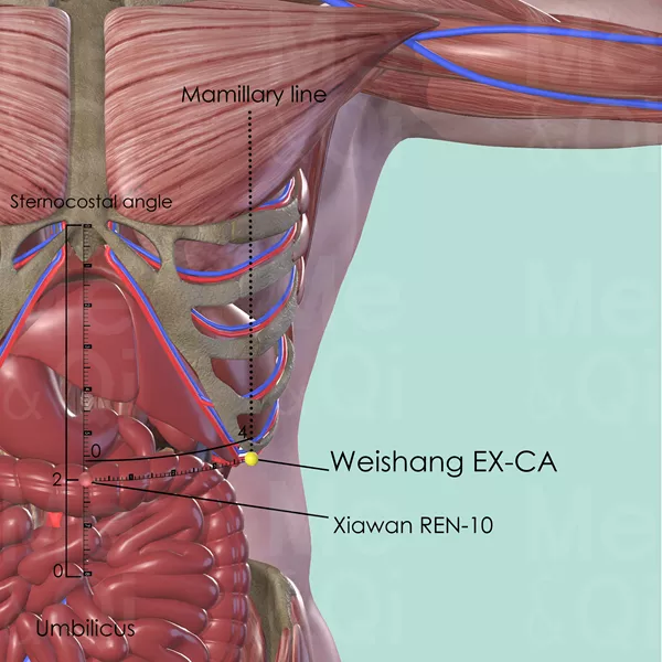 Weishang EX-CA - Muscles view - Acupuncture point on Extra Points: Chest and Abdomen (EX-CA)