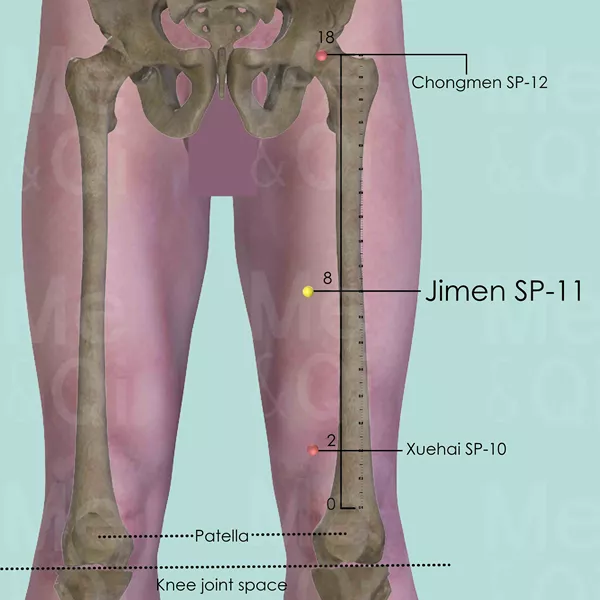 Jimen SP-11 - Bones view - Acupuncture point on Spleen Channel