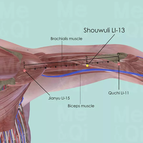 Shouwuli LI-13 - Muscles view - Acupuncture point on Large Intestine Channel