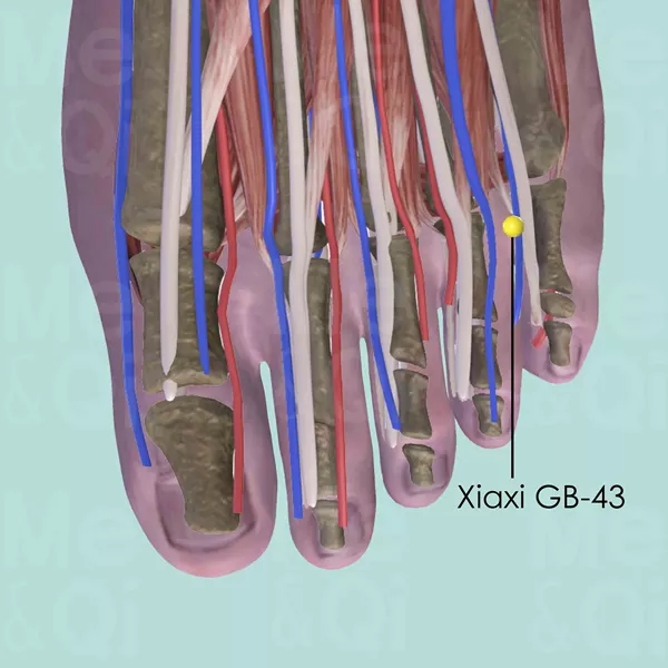 Xiaxi GB-43 - Muscles view - Acupuncture point on Gall Bladder Channel