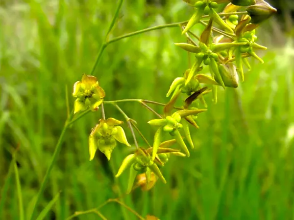 What the Paniculate swallowwort root plant looks like