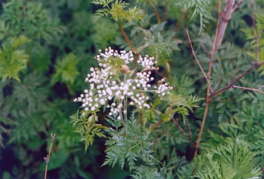 Chuan Xiong (Szechuan lovage rhizome) plant
