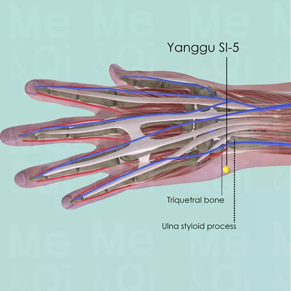 Yanggu SI-5 - Muscles view - Acupuncture point on Small Intestine Channel