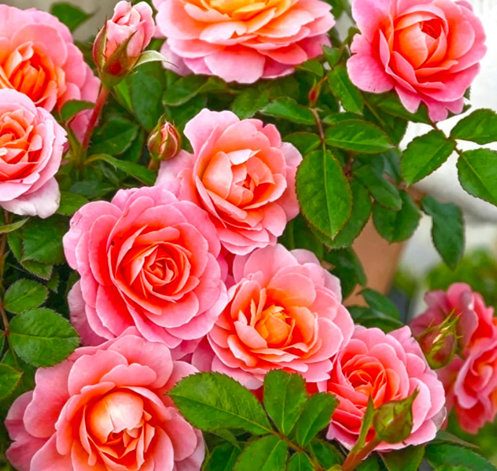 Yue ji hua (Chinese Rose Flower) plant