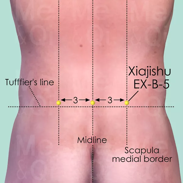 Xiajishu EX-B-5 - Skin view - Acupuncture point on Extra Points: Back (EX-B)