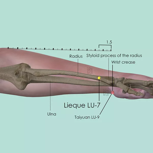 Lieque LU-7 - Bones view - Acupuncture point on Lung Channel