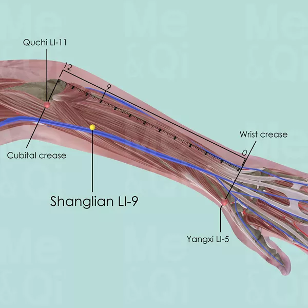 Shanglian LI-9 - Muscles view - Acupuncture point on Large Intestine Channel