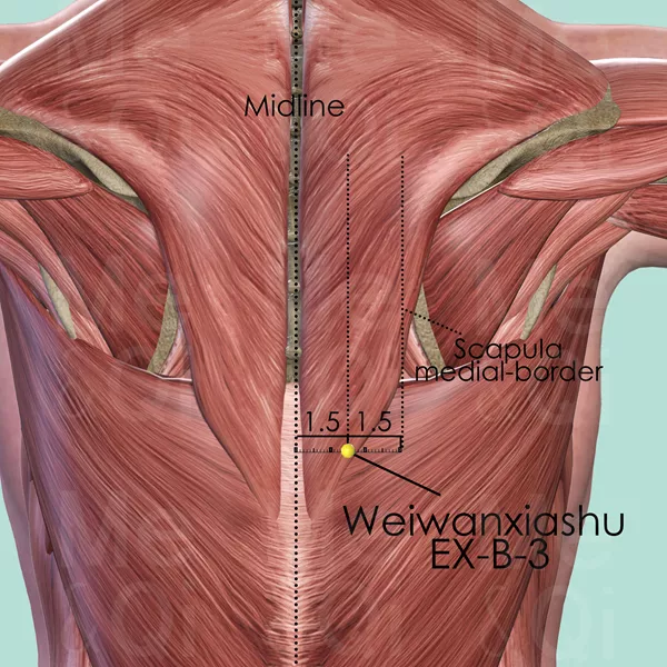 Weiwanxiashu EX-B-3 - Muscles view - Acupuncture point on Extra Points: Back (EX-B)
