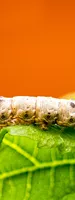 Silkworms (Jiang Can)