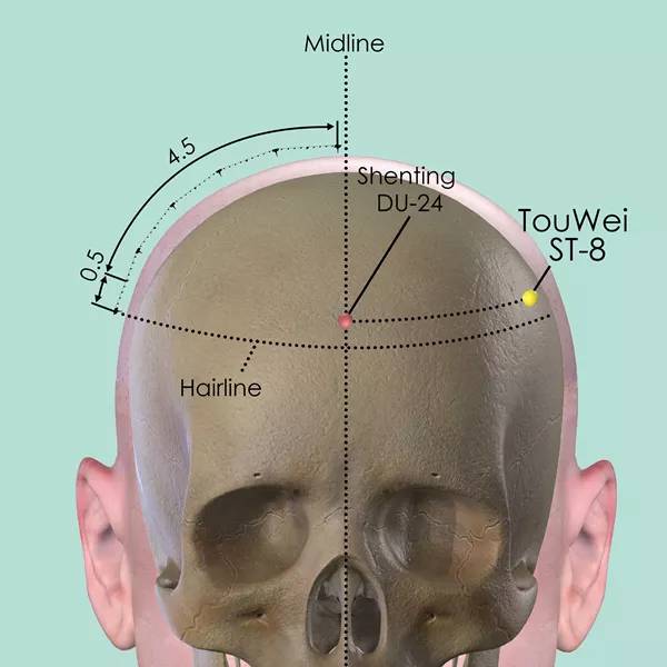 Touwei ST-8 - Bones view - Acupuncture point on Stomach Channel