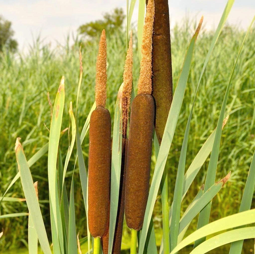 Pu Huang (Cattail pollen) plant