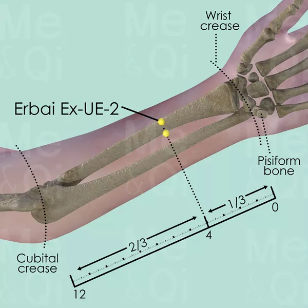 Erbai Ex-UE-2 - Bones view - Acupuncture point on Extra Points: Upper Extremities (EX-UE)