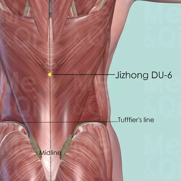 Jizhong DU-6 - Muscles view - Acupuncture point on Governing Vessel