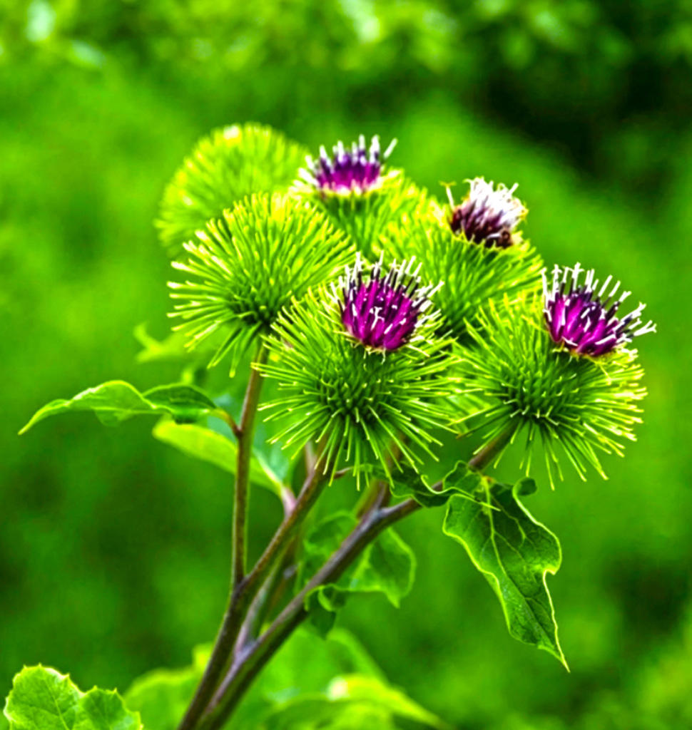 Niu Bang Zi (Burdock fruit) plant