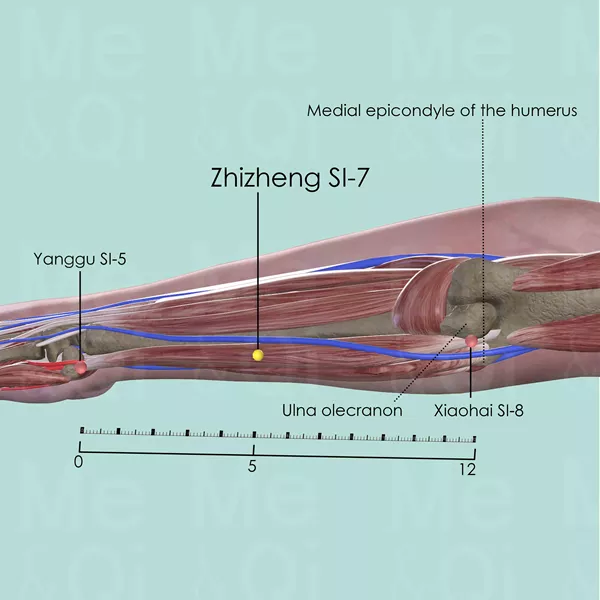 Zhizheng SI-7 - Muscles view - Acupuncture point on Small Intestine Channel