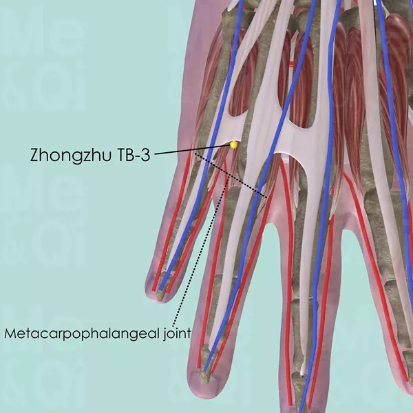Zhongzhu TB-3 - Muscles view - Acupuncture point on Triple Burner Channel