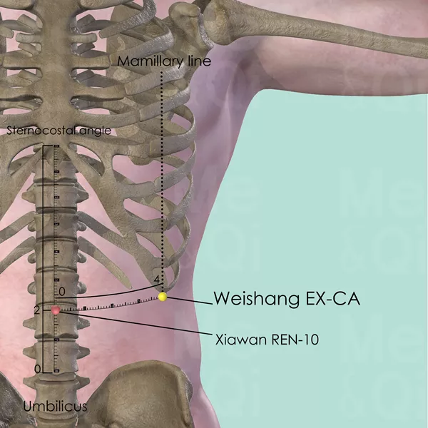 Weishang EX-CA - Bones view - Acupuncture point on Extra Points: Chest and Abdomen (EX-CA)