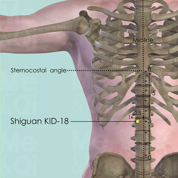 Shiguan KID-18 - Bones view - Acupuncture point on Kidney Channel