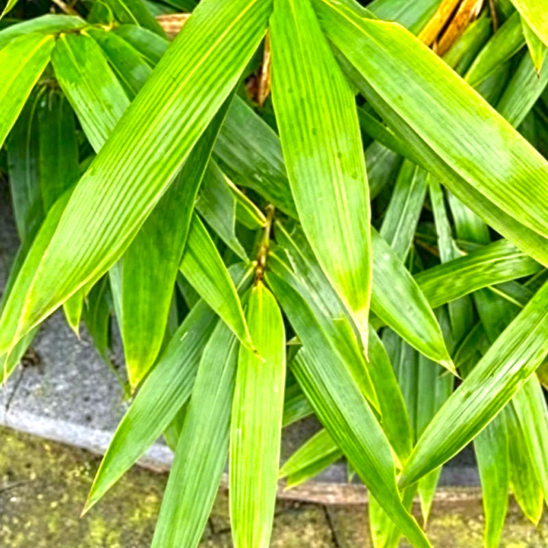 Zhu Ye (Bamboo leaf) plant