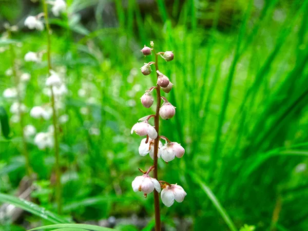 What the Pyrola herb plant looks like