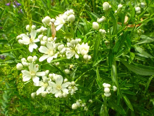 What the Stellaria Root plant looks like
