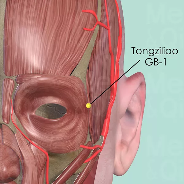 Tongziliao GB-1 - Muscles view - Acupuncture point on Gall Bladder Channel