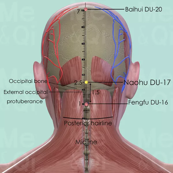 Naohu DU-17 - Muscles view - Acupuncture point on Governing Vessel