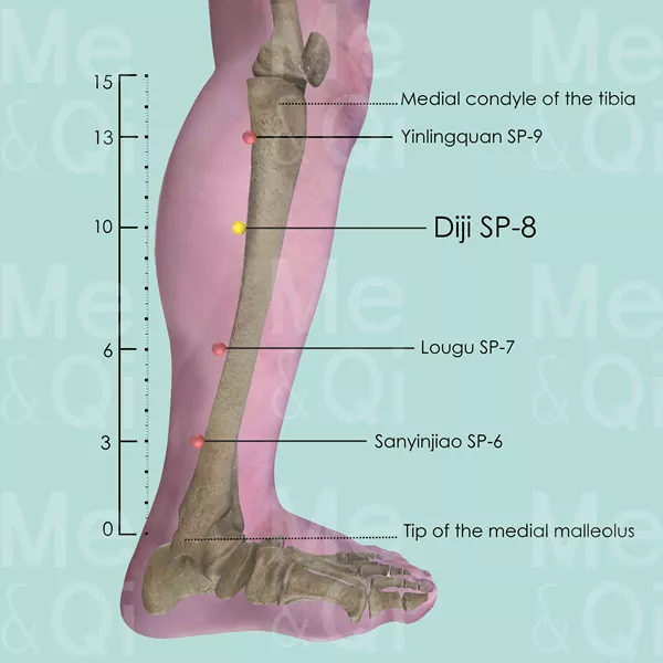 Diji SP-8 - Bones view - Acupuncture point on Spleen Channel