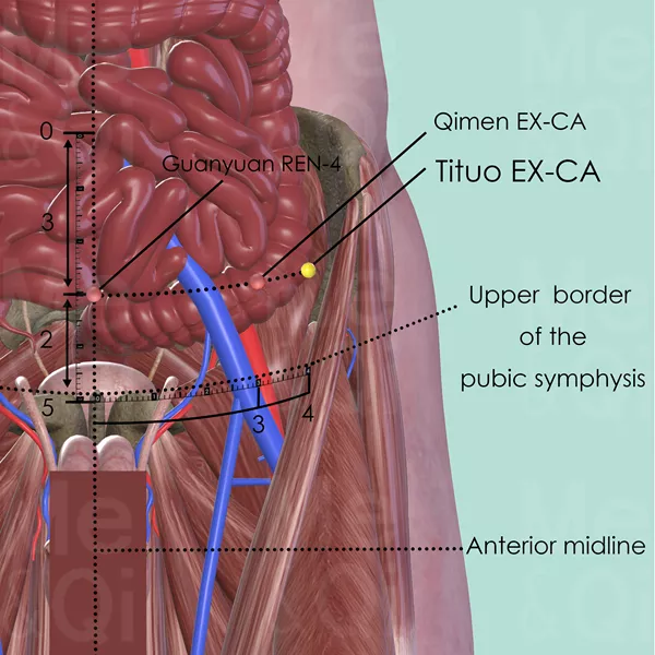 Tituo EX-CA - Muscles view - Acupuncture point on Extra Points: Chest and Abdomen (EX-CA)