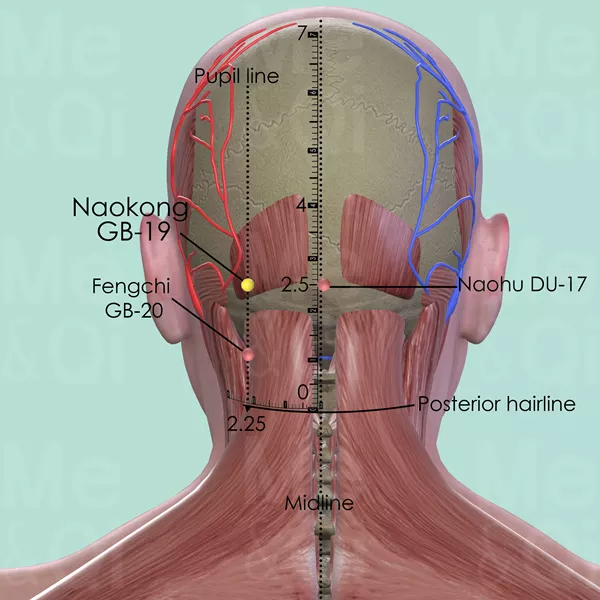 Naokong GB-19 - Muscles view - Acupuncture point on Gall Bladder Channel