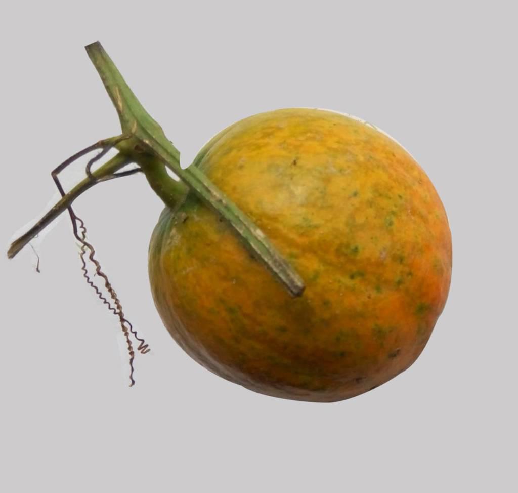 Gua Lou (Snake gourds) plant