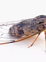 Cicada sloughs (Chan Tui)