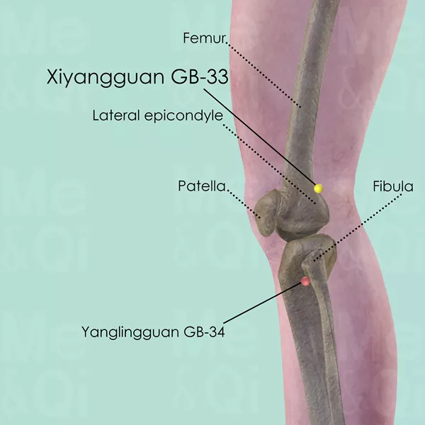Xiyangguan GB-33 - Bones view - Acupuncture point on Gall Bladder Channel