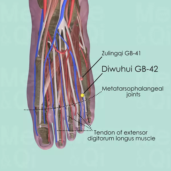 Diwuhui GB-42 - Muscles view - Acupuncture point on Gall Bladder Channel