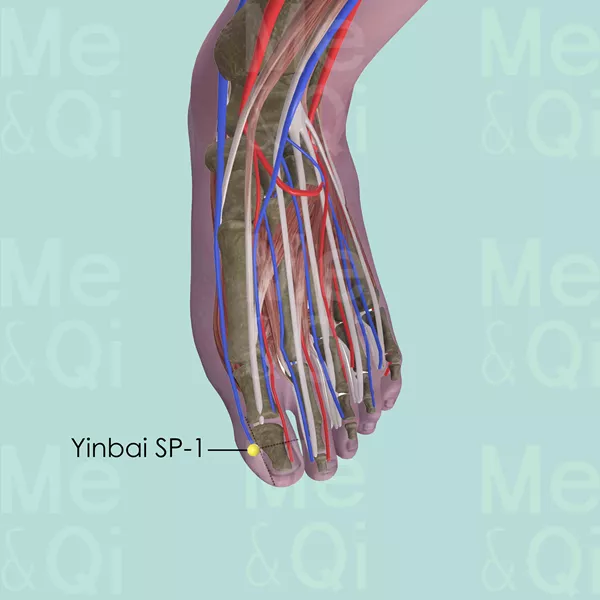 Yinbai SP-1 - Muscles view - Acupuncture point on Spleen Channel