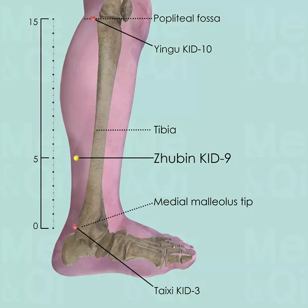 Zhubin KID-9 - Bones view - Acupuncture point on Kidney Channel