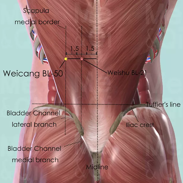 Weicang BL-50 - Muscles view - Acupuncture point on Bladder Channel
