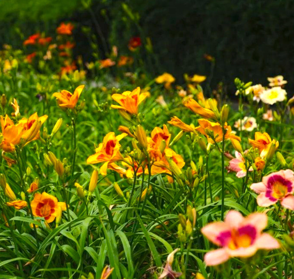 Xuan Cao Gen (Daylily root) plant
