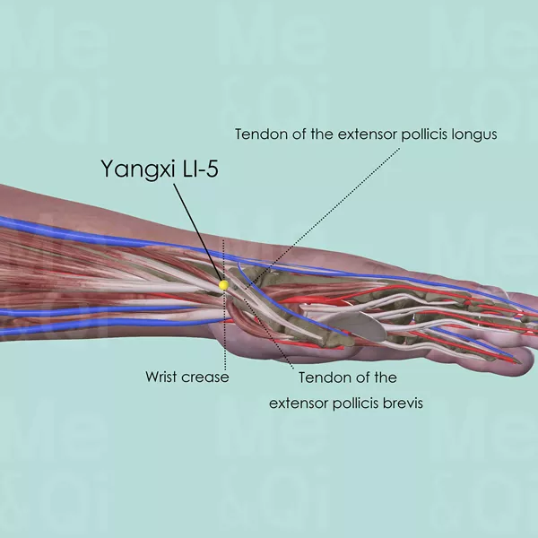 Yangxi LI-5 - Muscles view - Acupuncture point on Large Intestine Channel