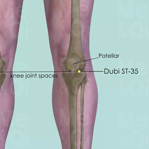 Dubi ST-35 - Bones view - Acupuncture point on Stomach Channel
