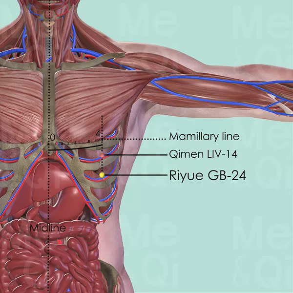 Riyue GB-24 - Muscles view - Acupuncture point on Gall Bladder Channel