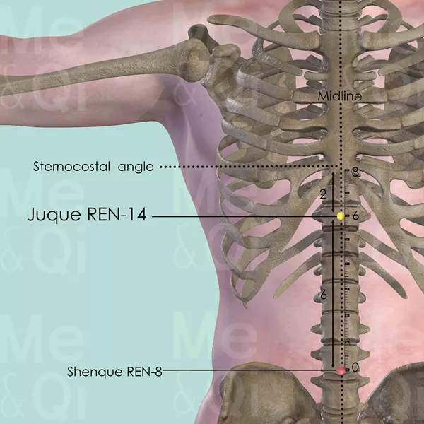 Juque REN-14 - Bones view - Acupuncture point on Directing Vessel