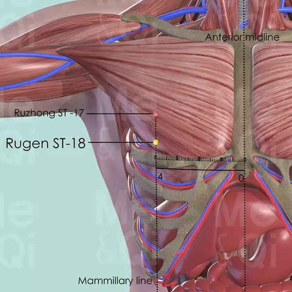 Rugen ST-18 - Muscles view - Acupuncture point on Stomach Channel