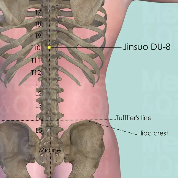 Jinsuo DU-8 - Bones view - Acupuncture point on Governing Vessel