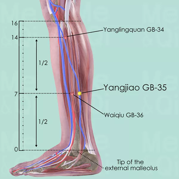Yangjiao GB-35 - Muscles view - Acupuncture point on Gall Bladder Channel